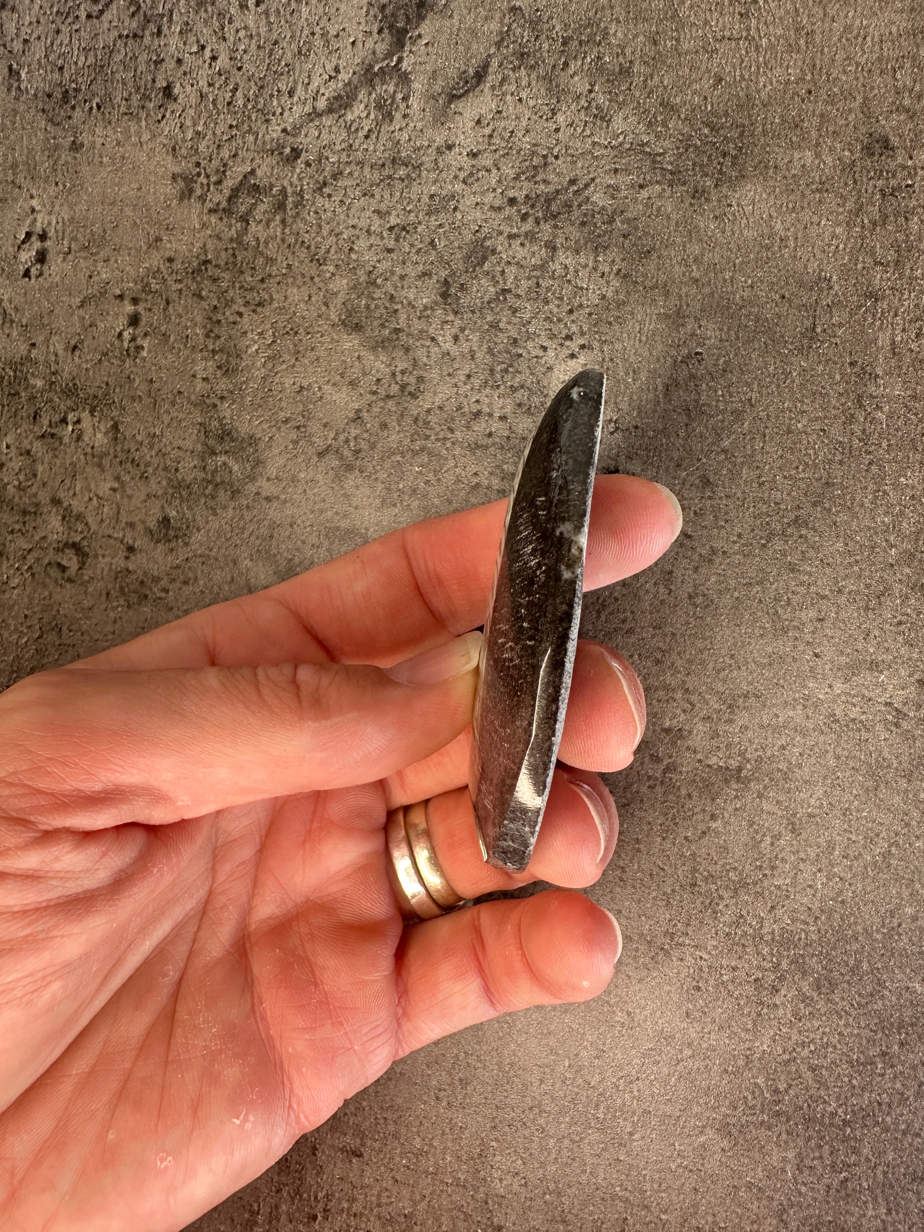 Orthoceras - Teardrop