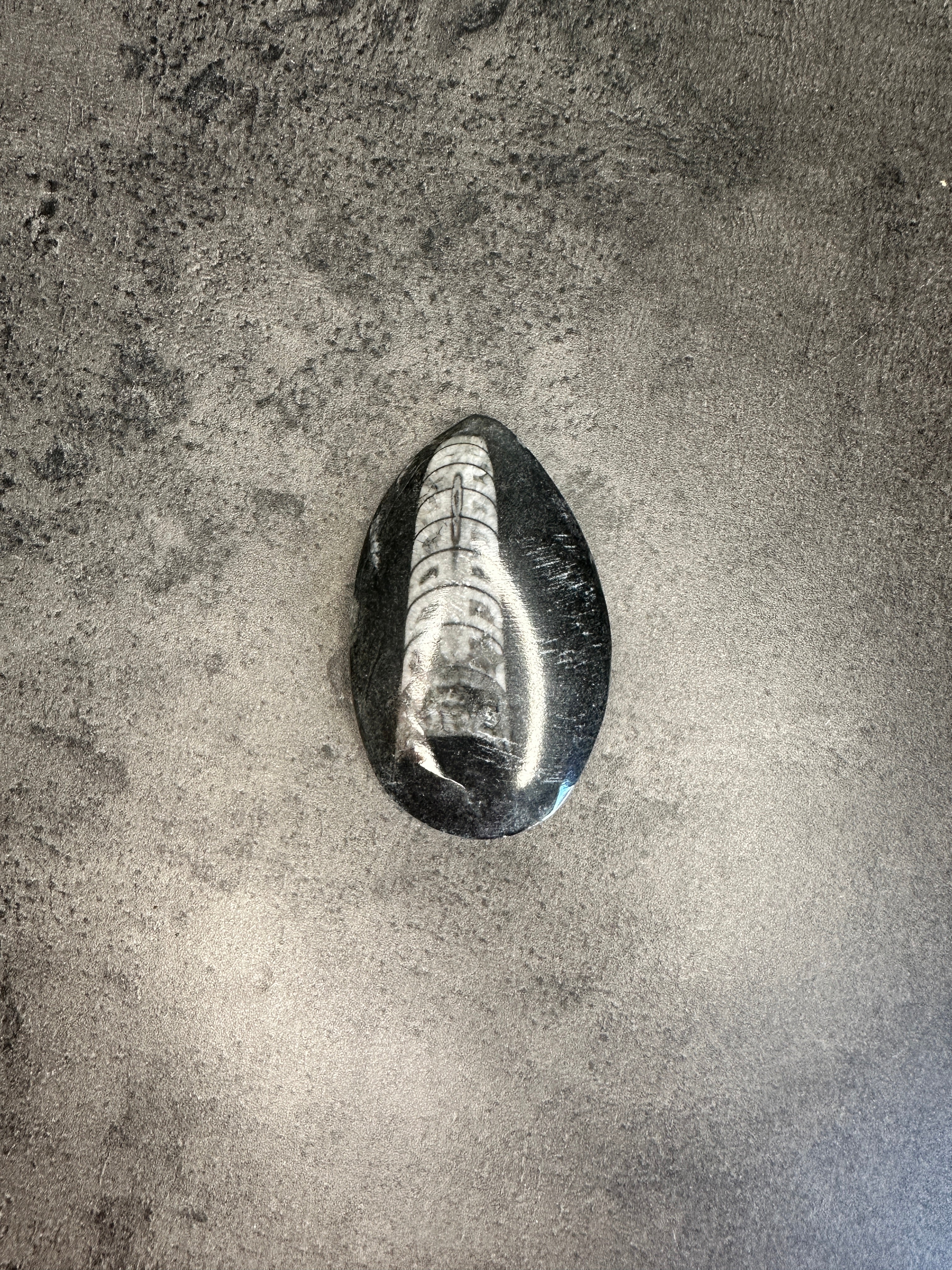 Orthoceras - Teardrop