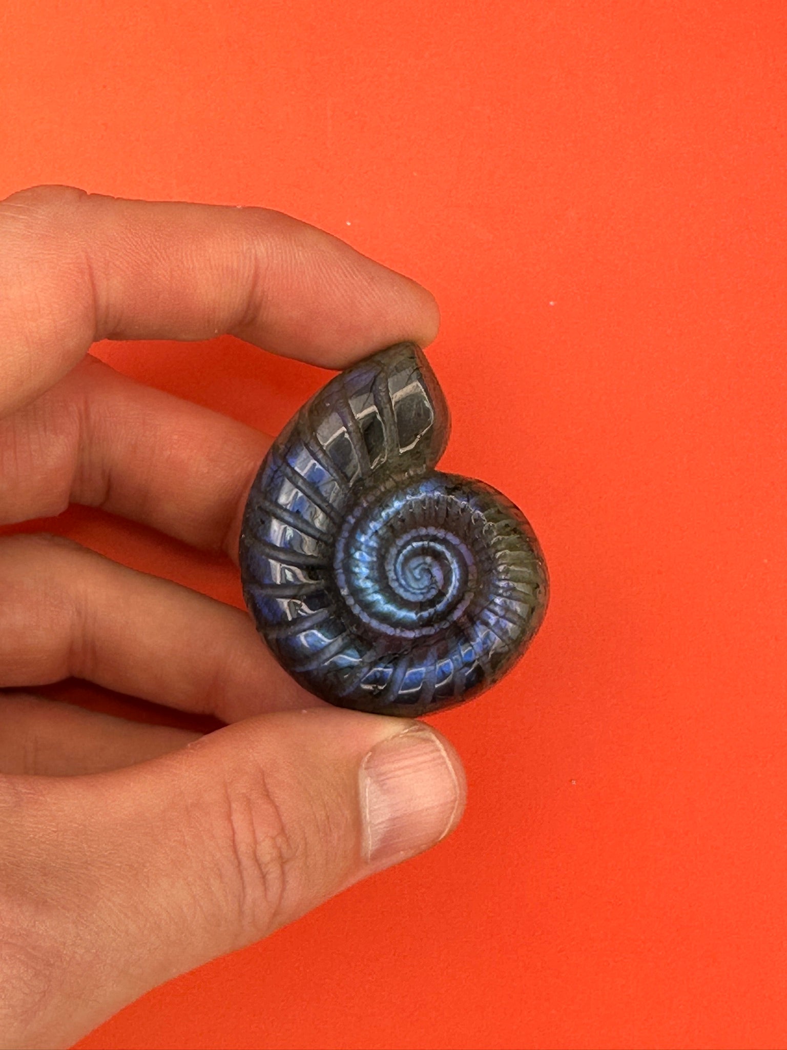 Labradorite - Shell carving