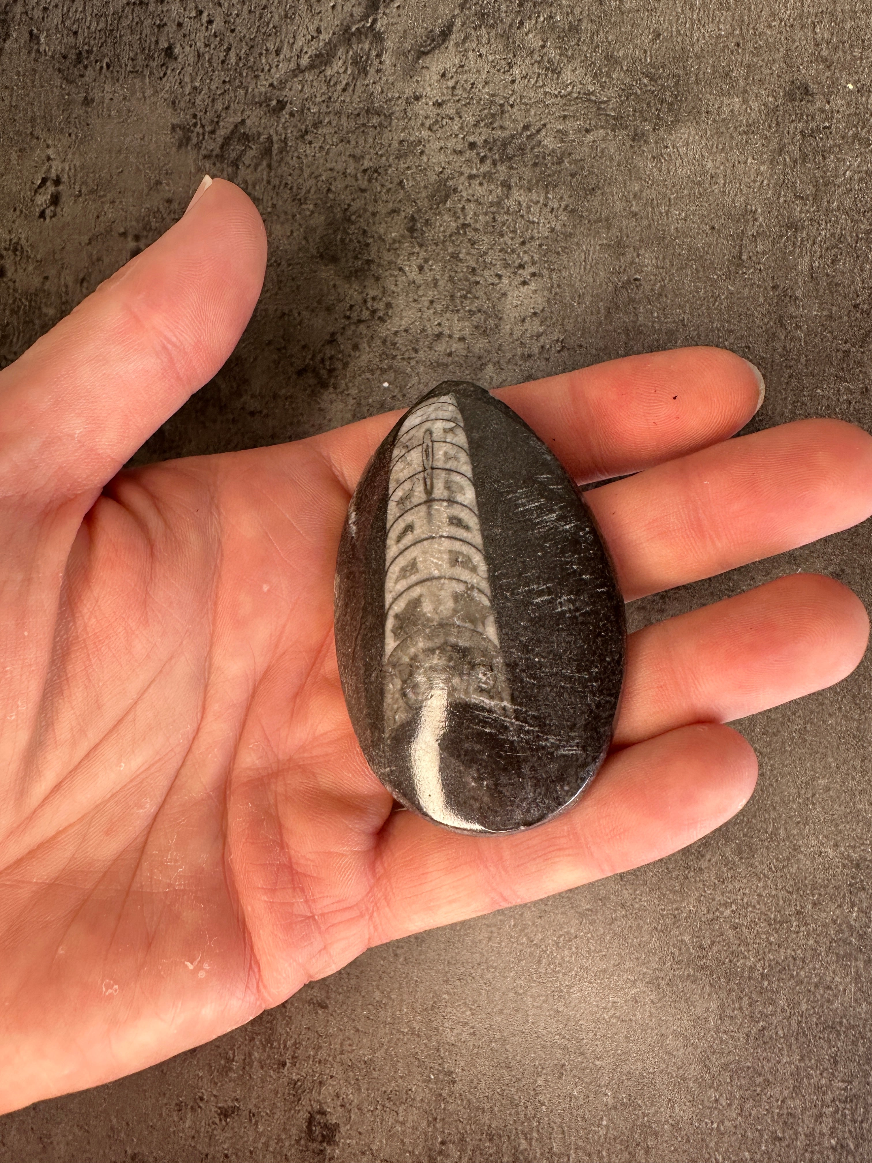 Orthoceras - Teardrop