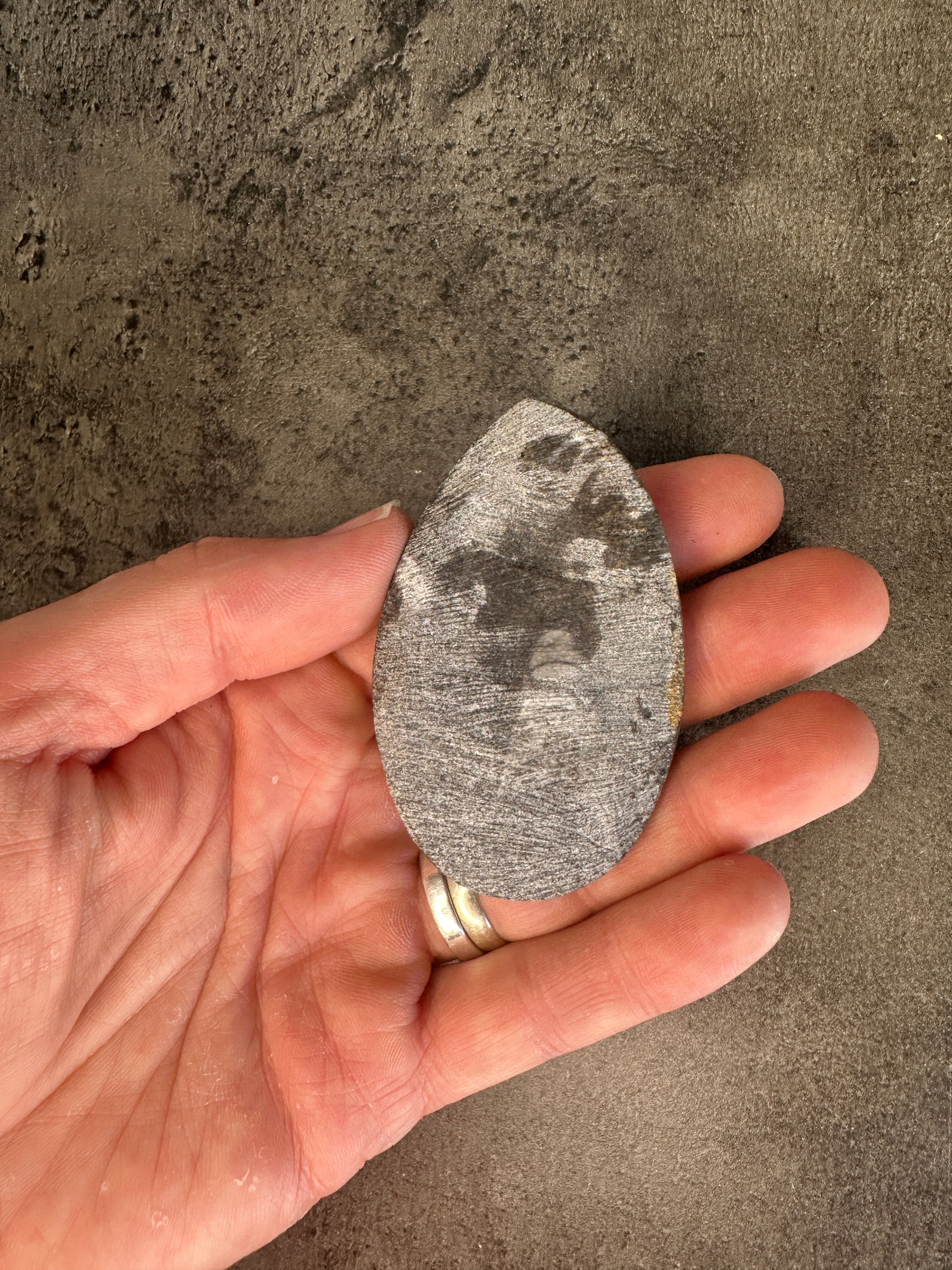 Orthoceras - Teardrop