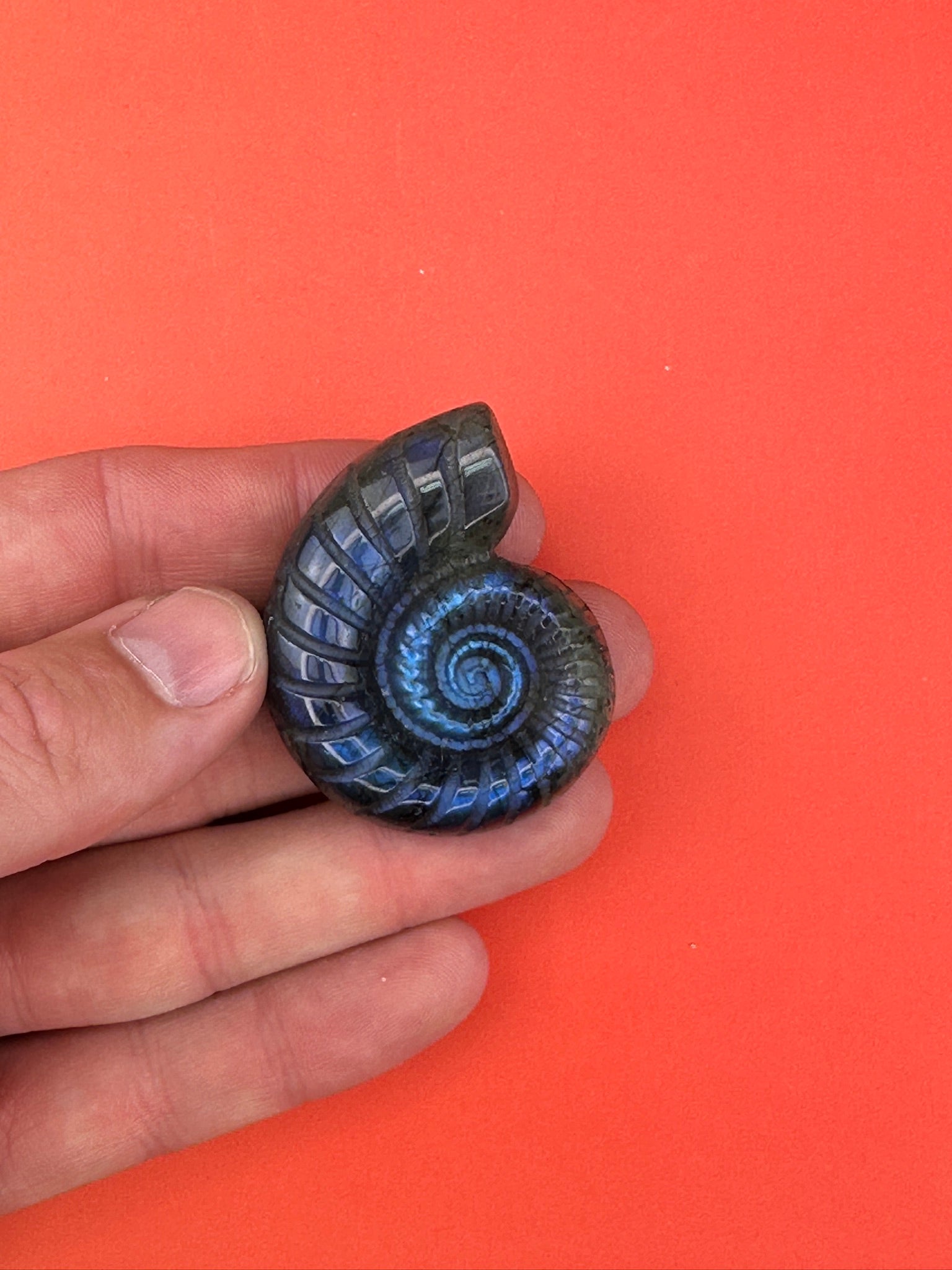 Labradorite - Shell carving